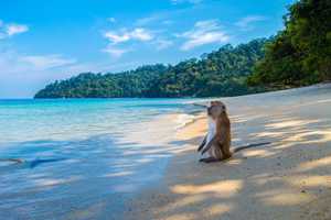 Monkey at the beach 